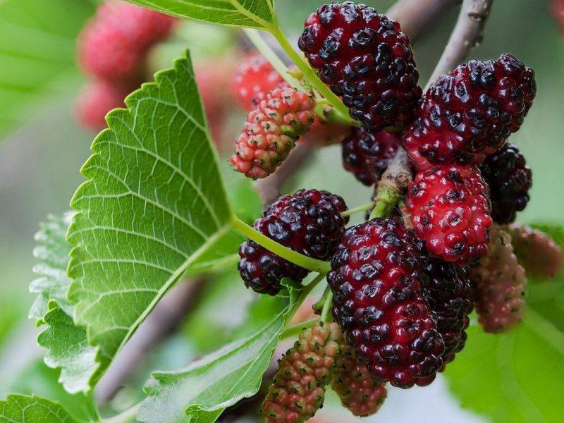 Шелковица купить саженцы из питомнике в Липецке
