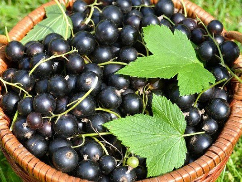 Смородина купить саженцы из питомника в Липецке