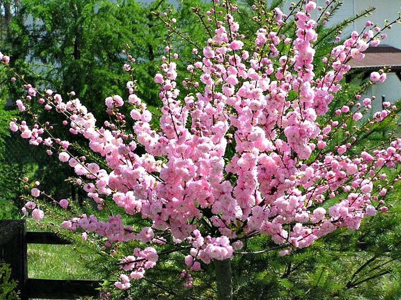 Миндаль купить саженцы из питомника в Липецке