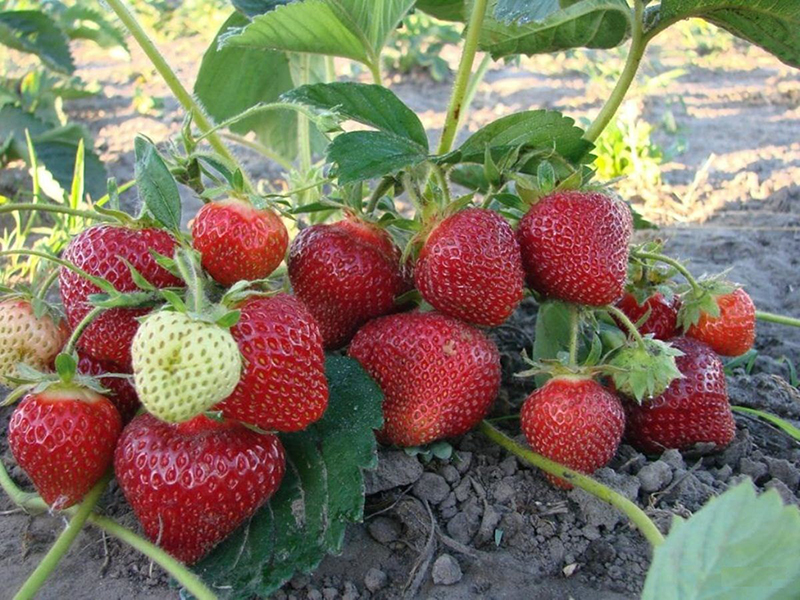 Клубника купить саженцы из питомника в Липецке