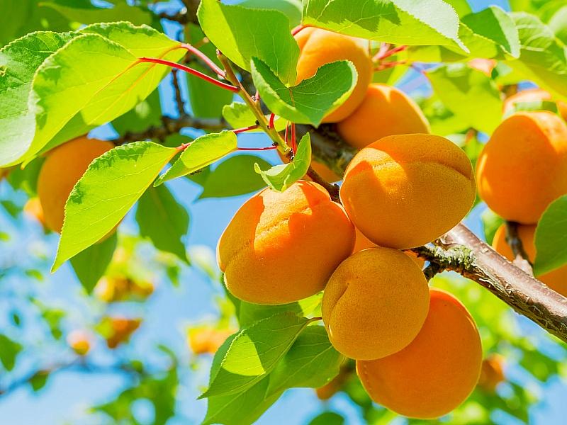 Абрикос купить саженцы из питомнике в Липецке