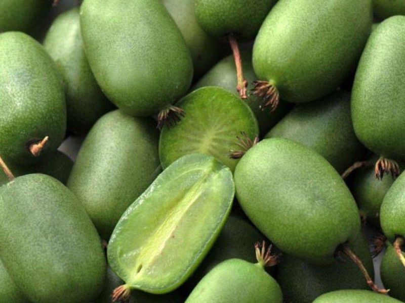 Актинидия купить саженцы из питомнике в Липецке