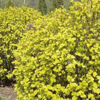 Пузыреплодник "ЛЮТЕУС" (стакан Р9)