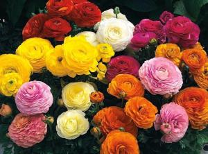 Лютики микс 32 шт.